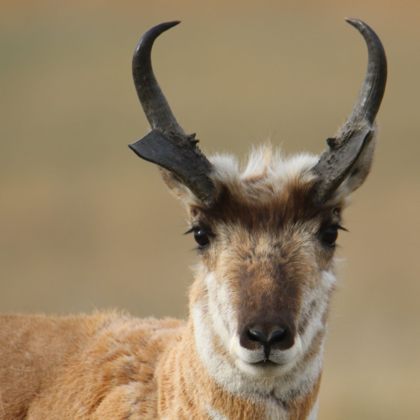 Pronghorn